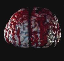 Realistic brain stage prop — Don Post Studios, detailed sculpt for Halloween and haunted house use