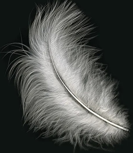 Loose  Feathers