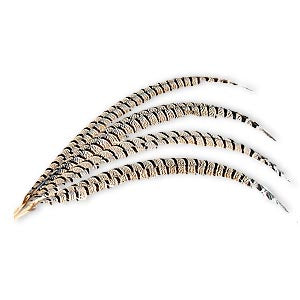Zebra Tail Feather