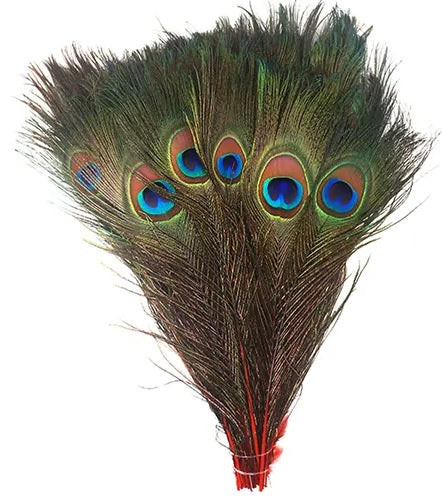Pluma de cola de pavo real