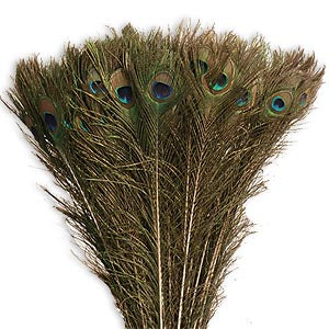 Peacock Tail Feather